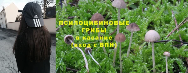 PSILOCYBIN Алзамай